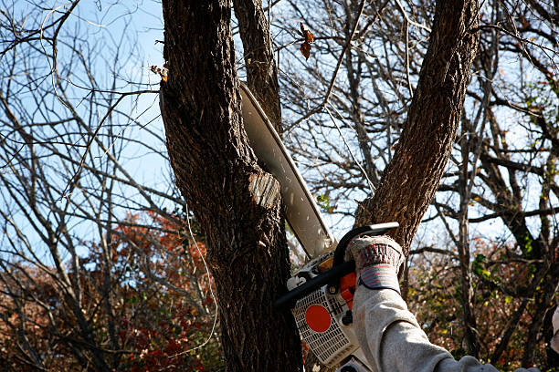 Best Stump Grinding and Removal  in De Soto, MO